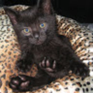 Meet your Posher, Saba